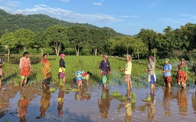 ‘Super Farm’, North India