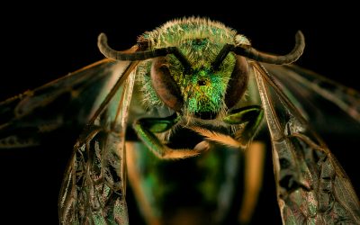 World Bee Day: How to collect big data (on tiny creatures)