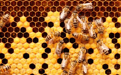 How Artificial Intelligence, IoT And Big Data Can Save The Bees